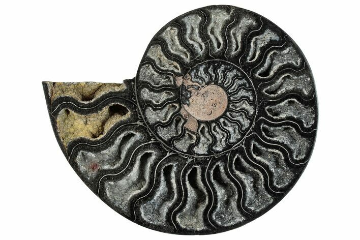 Cut & Polished Ammonite Fossil (Half) - Unusual Black Color #286652